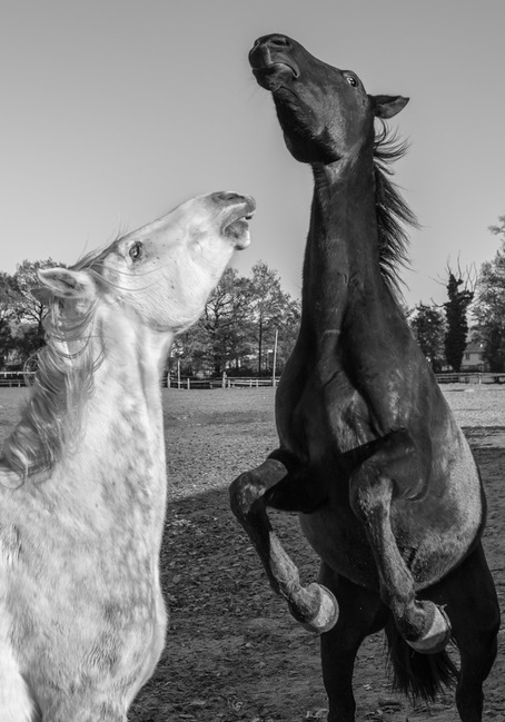 Pension de Chevaux