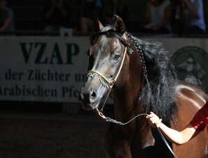 L'Ecole Départementale d'Equitation au Cadre Noir de Saumur