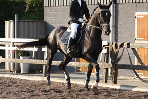 Le Cheval, l'autre meilleur ami de l'homme